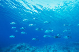Рыбки и кораллы Красного моря Рыбки и кораллы Красного моря