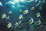 Рыбки и кораллы Красного моря Рыбки и кораллы Красного моря