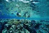 Рыбки и кораллы Красного моря Рыбки и кораллы Красного моря