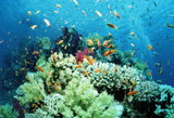 Рыбки и кораллы Красного моря Рыбки и кораллы Красного моря