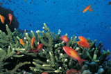 Рыбки и кораллы Красного моря Рыбки и кораллы Красного моря