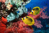 Рыбки и кораллы Красного моря Рыбки и кораллы Красного моря
