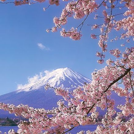 Цветение вишни в Японии