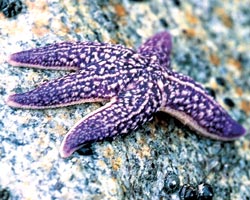 Амурская морская звезда Амурская морская звезда