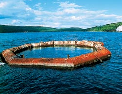 Здесь военные тренировали морских животных Здесь военные тренировали морских животных