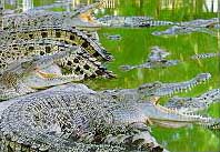Эта ферма с более чем 30 000 пресноводными и морскими крокодилами считается крупнейшей в мире.