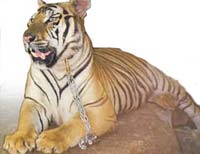Sriratcha Tiger Zoo - расположенный к северу от Паттайи зоопарк со змеями, крокодилами, скорпионами, и естественно тиграми. Sriratcha Tiger Zoo - расположенный к северу от Паттайи зоопарк со змеями, крокодилами, скорпионами, и естественно тиграми.