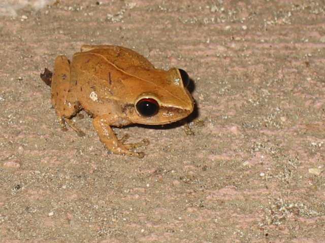   (Eleutherodactylus coqui)