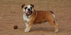Английский бульдог (English bulldog) - описание, история и...