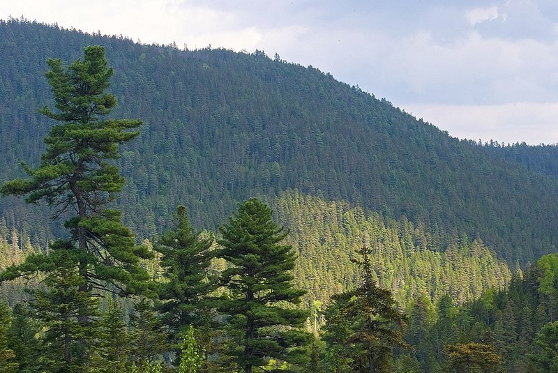 Central Sikhote-Alin