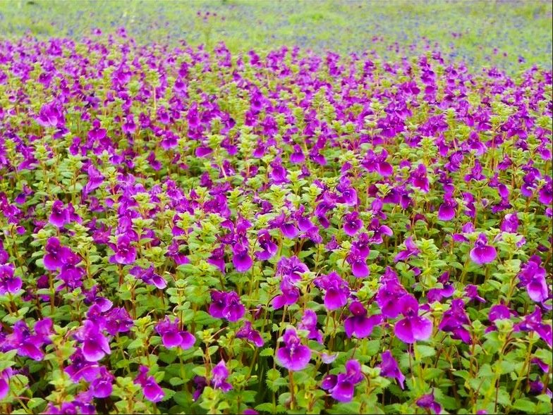 Kaas Plateau