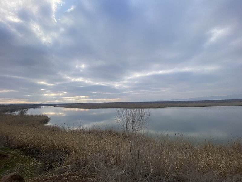 Тигровая балка