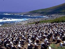 Фолклендские острова стали курортом для \уединенных созерцателей\