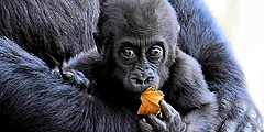 Московский зоопарк отметит День гориллы