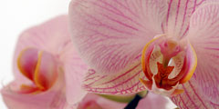 В отеле США туристам предложат spa-процедуру на основе экстракта орхидеи