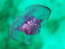 Московский милиционер впал в кому после контакта с египетской медузой на курорте