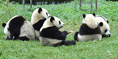 Новые заповедники больших панд создают в Китае