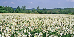 Закарпатье: долина нарциссов под угрозой исчезновения