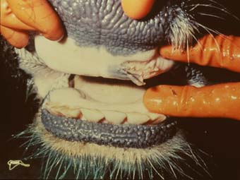 В Великобритании обнаружен ящур