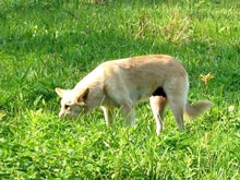 Бродячие псы Бали угрожают турбизнесу Индонезии