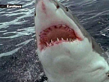 В Индонезии туристов используют вместо акульей приманки