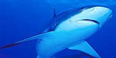 Акулы все реже нападают на людей