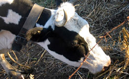 В Великобритании найден возможный источник заражения ящуром