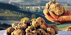 Конкурсы и ярмарки - на фестивале белого трюфеля в Италии