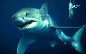 Возле Тель-Авива поймана гигантская акула