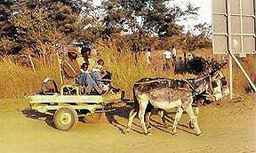 Ослы теперь тоже с правами