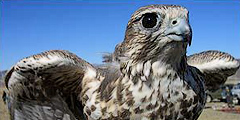 В Коломенском появится царская сокольня с редкими птицами