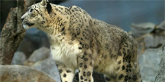 Снежные барсы в Афганистане гибнут в угоду туристам
