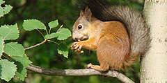 Под Санкт-Петербургом пройдет фестиваль, посвященный белкам