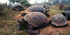 Гигантских галапагосских черепах выпустили в места обитания туристов