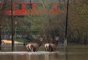 Венгры решили заработать на наводнении