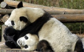 Панда-именинник отметил день рождения