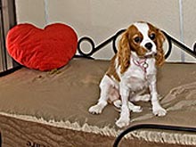 В Словакии самыми прибыльными оказались гостиницы для собак