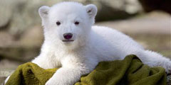 Белый медвежонок Кнут привлекает туристов в Берлин