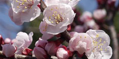В Болгарии расцвели вишни и абрикосы