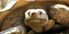 Московский зоопарк выпустит черепах в открытый вольер