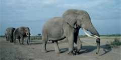 Все меньше слонов обитает в Кении