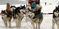 По Карелии - на собачьих упряжках