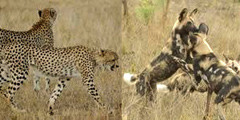 Туристов просят посчитать гепардов в парке ЮАР