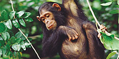 В Уганде туристам предлагают прогулки с шимпанзе