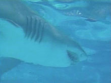 У побережья ЮАР гигантская акула съела туриста на глазах его жены