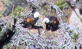 Лысые орлы возвращаются