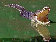 На Андаманских островах крокодил убил 25-летнюю американку