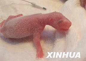 123 дня беременности ради 130-граммового медвежонка