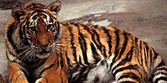 Индия начинает подсчитывать своих тигров