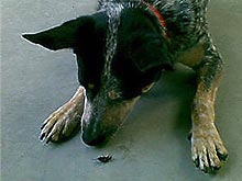 Москвич возненавидел камбоджийских комаров из-за соседей